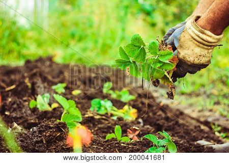 Harvesting Leaf of Leaf on Hands in Her Garden