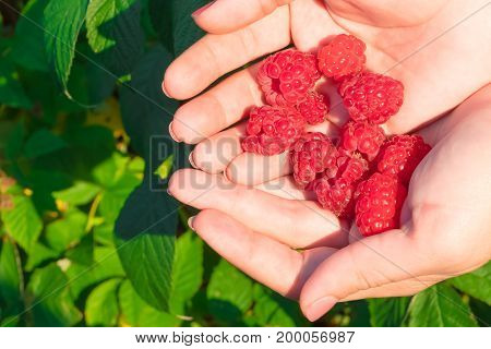 Ripe Red Raspberries In Hands On Background Of Garden And Raspberry Leaf