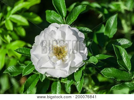 rose flower grade alise,  flowers are pure white, medium in size, one flower in bloom on a background of green bright foliage, sunny day, the flowers are lit by sunlight,