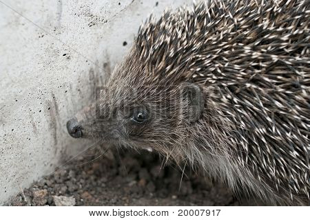 เกมส์ทำอาหาร