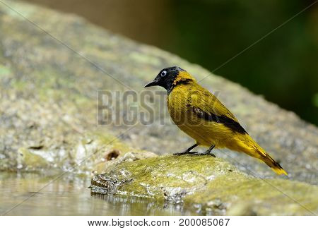 beautiful Black-headed Bulbull(Pycnonotus atriceps) in Thai forest