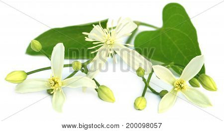 Clematis flammula or sweet-scented virgin's bower over white background