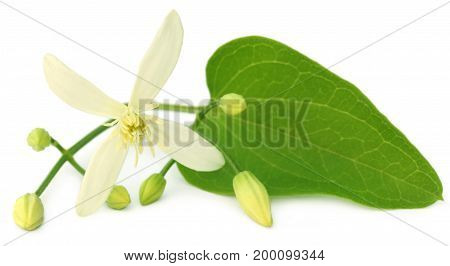 Clematis flammula or sweet-scented virgin's bower over white background