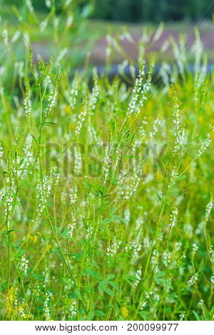 Wild plants of white Clover (lat. Melilotus albus). Flowering plants closeup