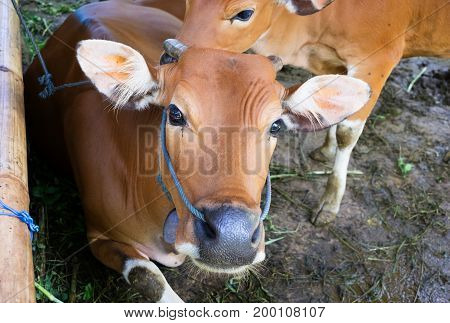 Two calves with yellow orange skin at rural farm