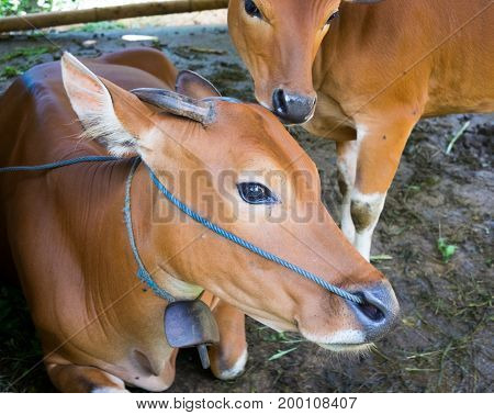 Cow and Calf with yellow skin at ranch