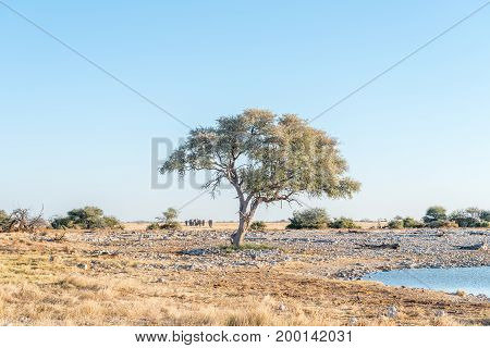 A herd of African Elephants on their way to a waterhole in Northern Namibia