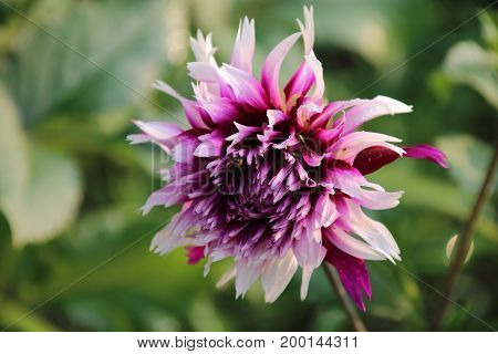 White and purple dahlia in the summer garden