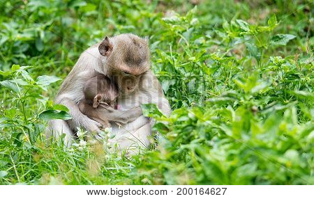 The monkey sits to feed his baby from the breast in the wild grass