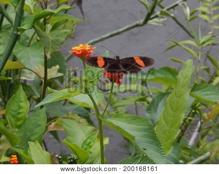 An exotic butterfly, of striking colors stands on a flower called latana camera