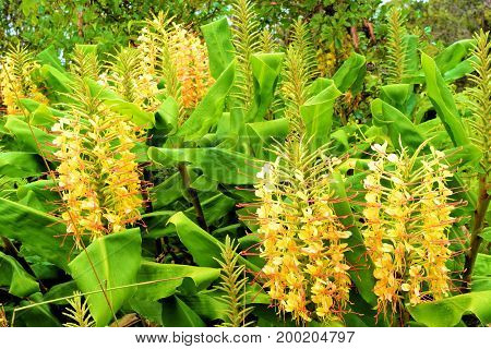 Kahili Ginger Wildflowers native to Hawaii taken at a lush green field in Kauai, HI