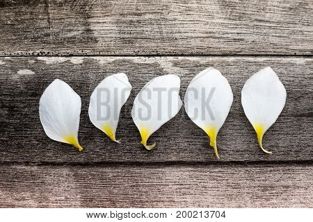 White flower petals on woodenPetals of plumeria