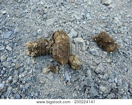 Faeces - wolf faeces in the forest