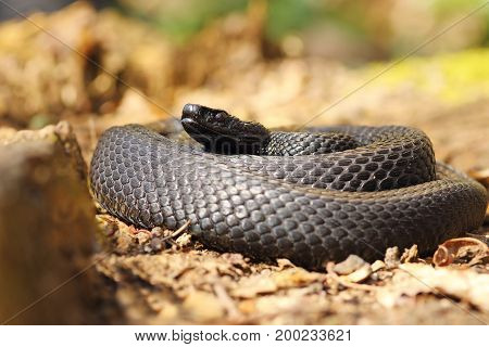 black european adder standing on natural habitat forest ground ( Vipera berus nikolskii )
