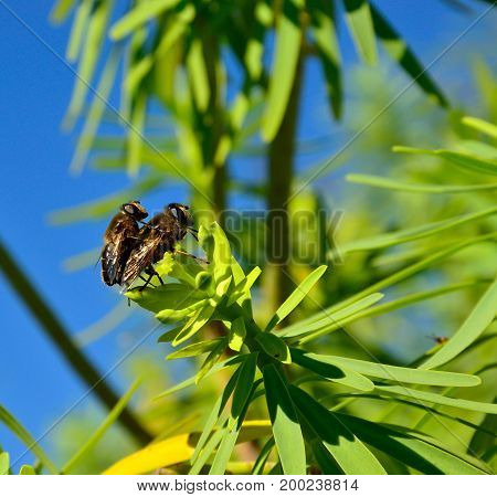 Bees in mating process on leaves of euphorbia