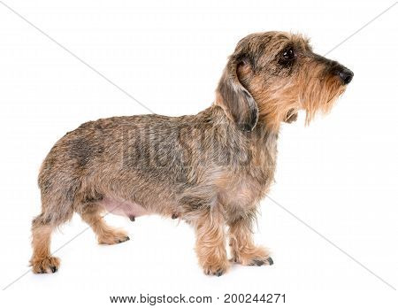 kaninchen Wire-haired Dachshund in front of white background