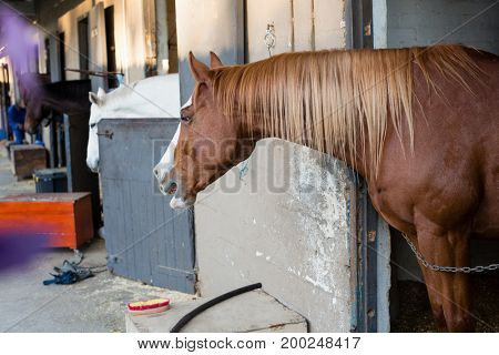 Close-up of brown horse in the stable