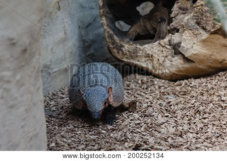 Big Hairy Armadillo