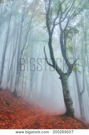Forest Trail In The Mountains On Autumn Day.