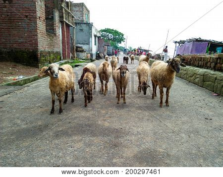Sheep flock waking on the road. Father-Mother and their child. It's time to relax.