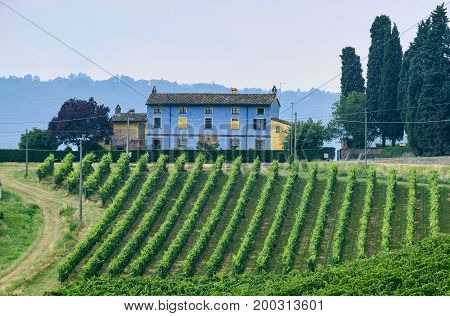 Rural landscape at summertime along the road from Ganaghello to Vicobarone (Piacenza Emilia Romagna Italy) in the Tidone valley. Vineyards