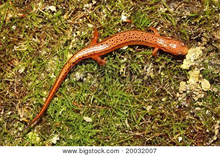 Södra två bäcksalamander (Långsvansad cirrigera)