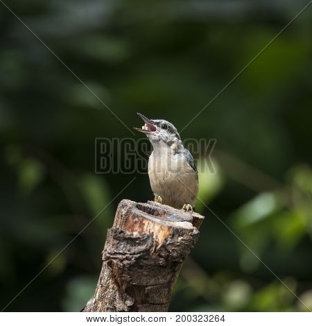 Beautiful Nuthatch Bird Sitta Sittidae On Tree Stump In Forest Landscape Setting