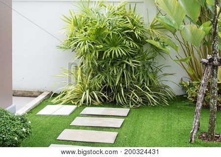 pathway in garden with green treeplantgrass.home.copy space