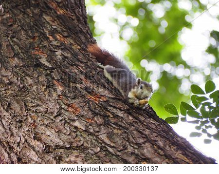 The squirrel are eating nut on the tree.