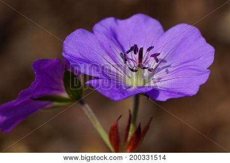Ashy Cranesbill (Geranium cinereum), flowers of summer
