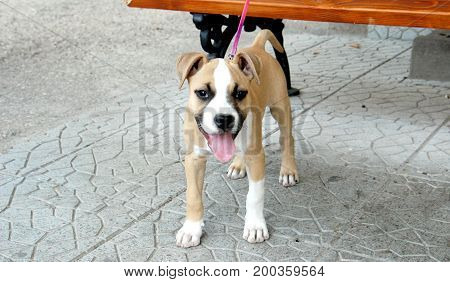 American Staffordshire Terrier Puppy