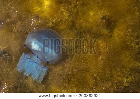 Blue jellyfish in sea on seaweed texture. Sea concept background with copyspace. Regional Landscape Park of Kinburn Foreland. Black Sea foreland landscape. Kinburn Spit – a spit at the Black Sea in Ukraine. Sea life. Wild nature.