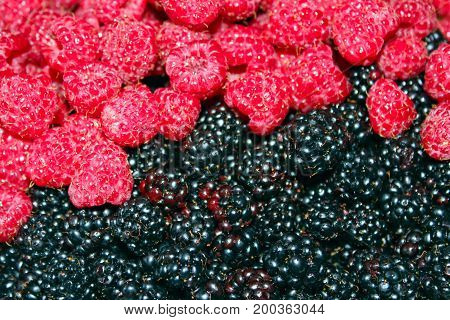 heap of ripe berries of black berry and raspberry
