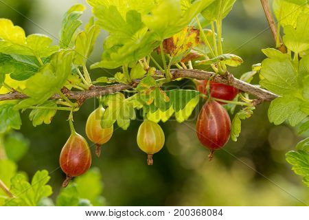 Maturing of gooseberry berries on a branch surrounded by leaves illuminated by sunlight