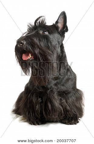 Scottish Terrier