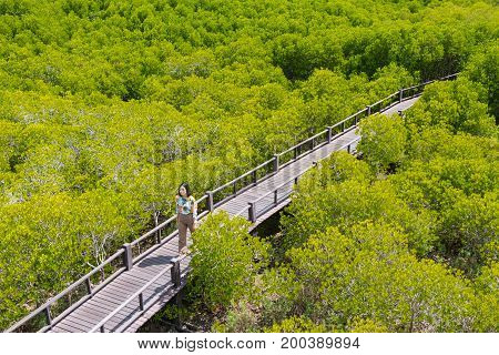 an asian young woman is walking in the ceriops tagal field in golden-green color famous nature learning path in Thailand