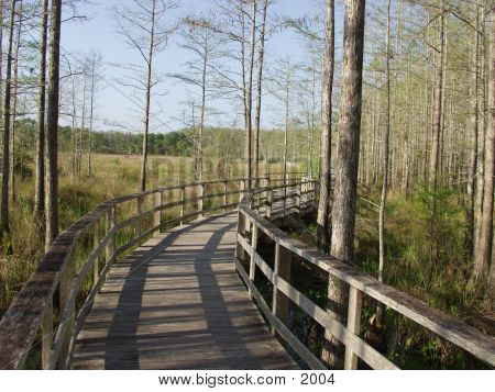 Florida Cypress Preserve 2325