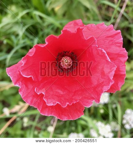 Camouflaged plant bug (Lygus pratensis) on a red poppy flower in the garden