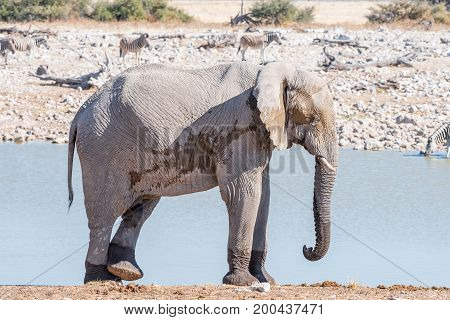 An african elphant Loxodonta africana scratching its leg with a foot at a waterhole in Northern Namibia