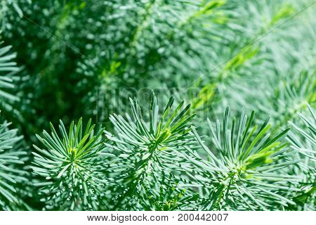 Many branches of coniferous ornamental plants with green needles. The plant is undersized for the garden. Branches similar to the branches of a pine. The branches are soft.