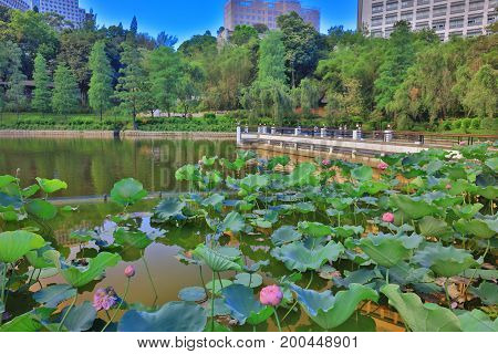 Cuhk Reflection Of The Lake Shatin