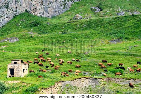 Cows grazing on beautiful green meadow in alps