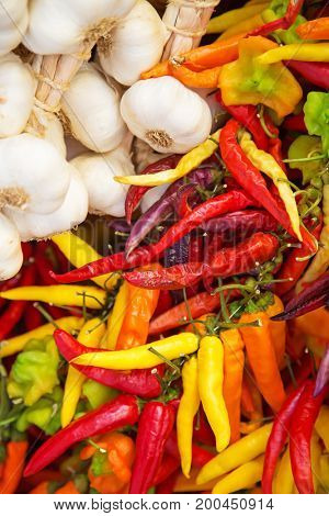 Collection of the dry chili pepper (natrural herbal food spices)