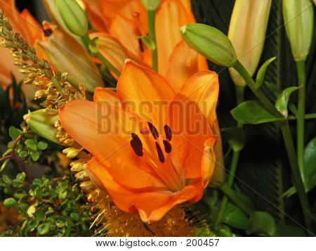 Turuncu Lily