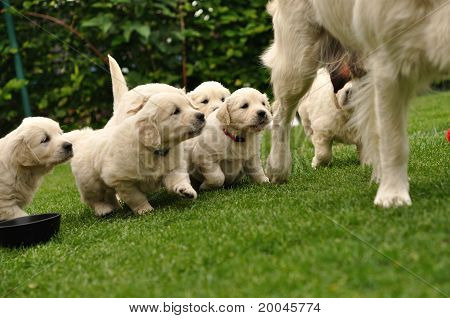 子犬の母親後に群がって