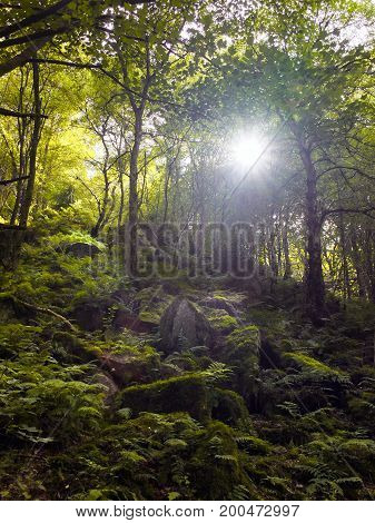 woodland in a valley with sunlight shining though the trees with rocks and boulders covered in ferns and moss taken in otley chevin in west yorkshire
