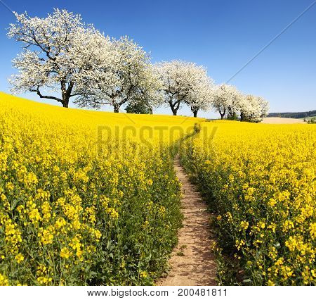 Rapeseed canola or colza field with parhway and alley of flowering cherry trees - Brassica Napus - rape seed is plant for green energy and oil industry - spring time view