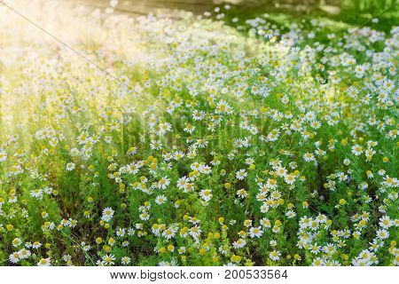 Background of the chamomiles on a meadow closeup in the sun beams during sunrise