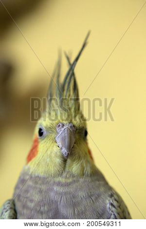 Portrait Of Pet Cockatiel With Yellow Background