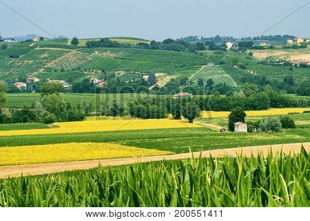 Rural landscape at summertime along the road from Ganaghello to Vicobarone (Piacenza Emilia Romagna Italy) in the Tidone valley